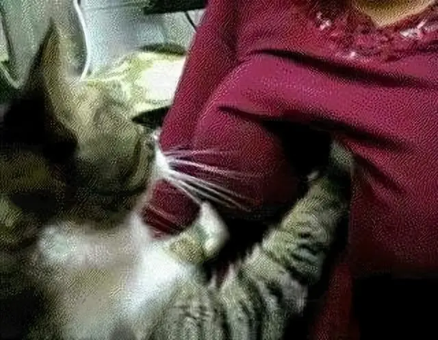 听说猫咪是想念猫妈妈了才“踩奶”，是真的吗？