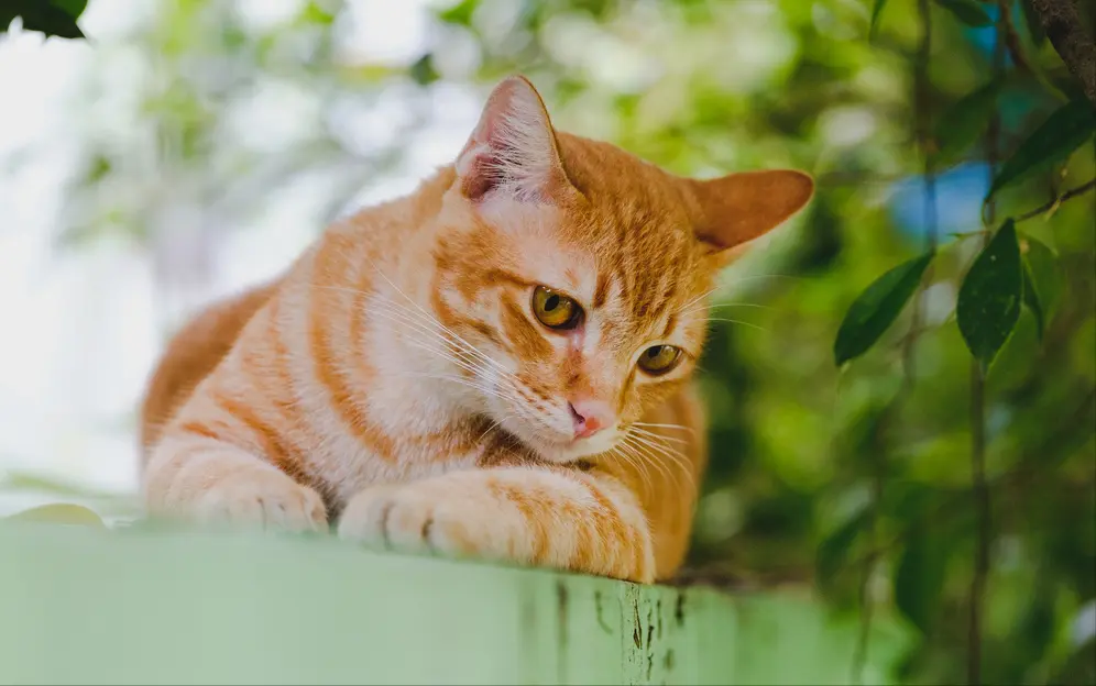 为啥橘猫更受欢迎，因为它有这七大好处，养一只真不亏