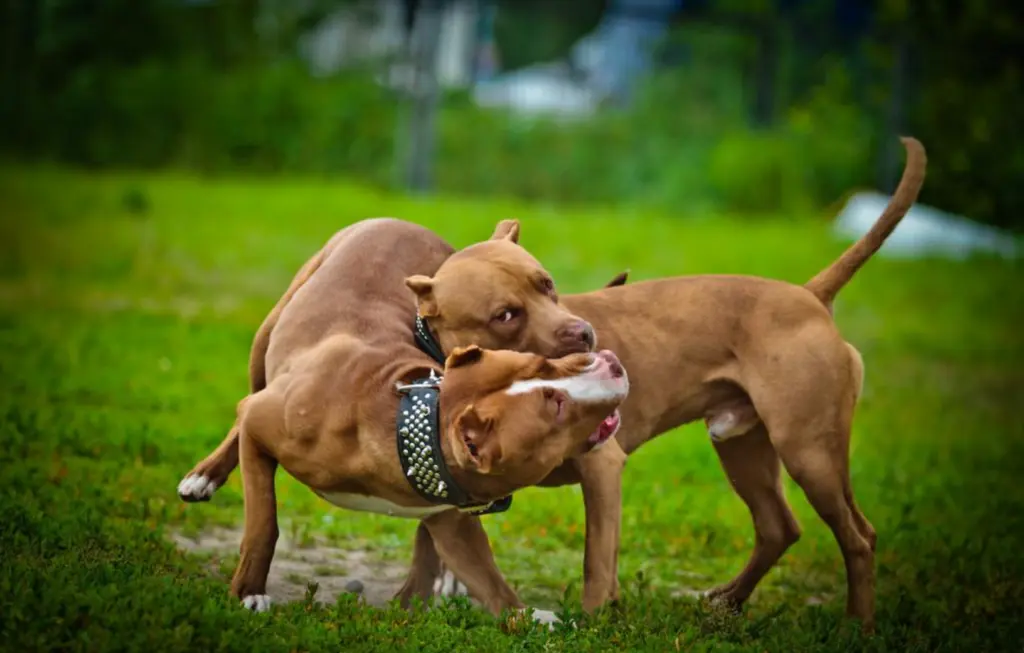 凶猛犬种之一的比特犬，竟然也打不过猫科动物的狞猫