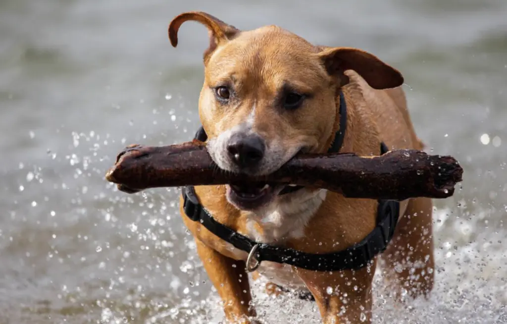 凶猛犬种之一的比特犬，竟然也打不过猫科动物的狞猫