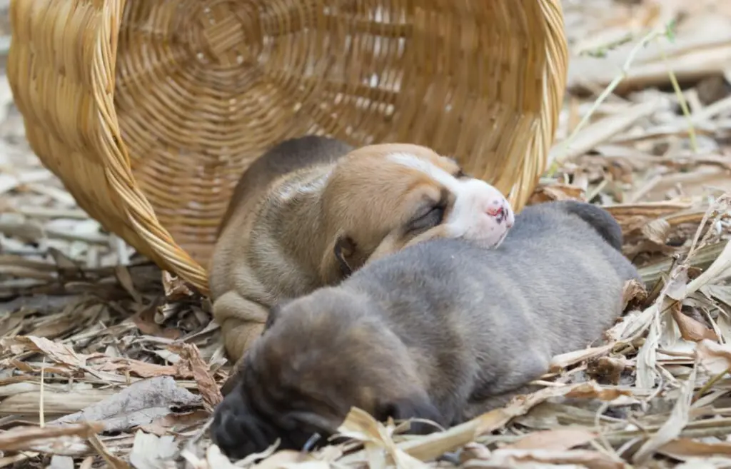 凶猛犬种之一的比特犬，竟然也打不过猫科动物的狞猫