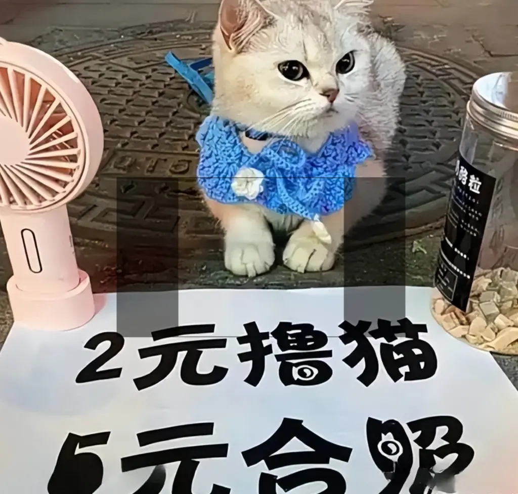 被迫营业的猫：主人带猫咪摆摊创业，不仅养活它自己，还赚钱补贴家用