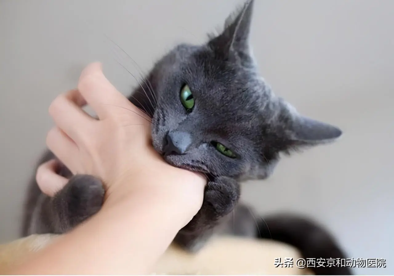 猫咪为什么会咬人呢？这是为什么呢？