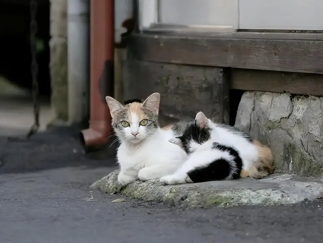 流浪猫咪被封公司20多天，无人喂食的情况下，艰难求生并产子