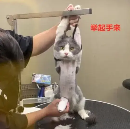 养猫禁忌：猫咪非常“讨厌”这些事，做了可能会被猫咪讨厌