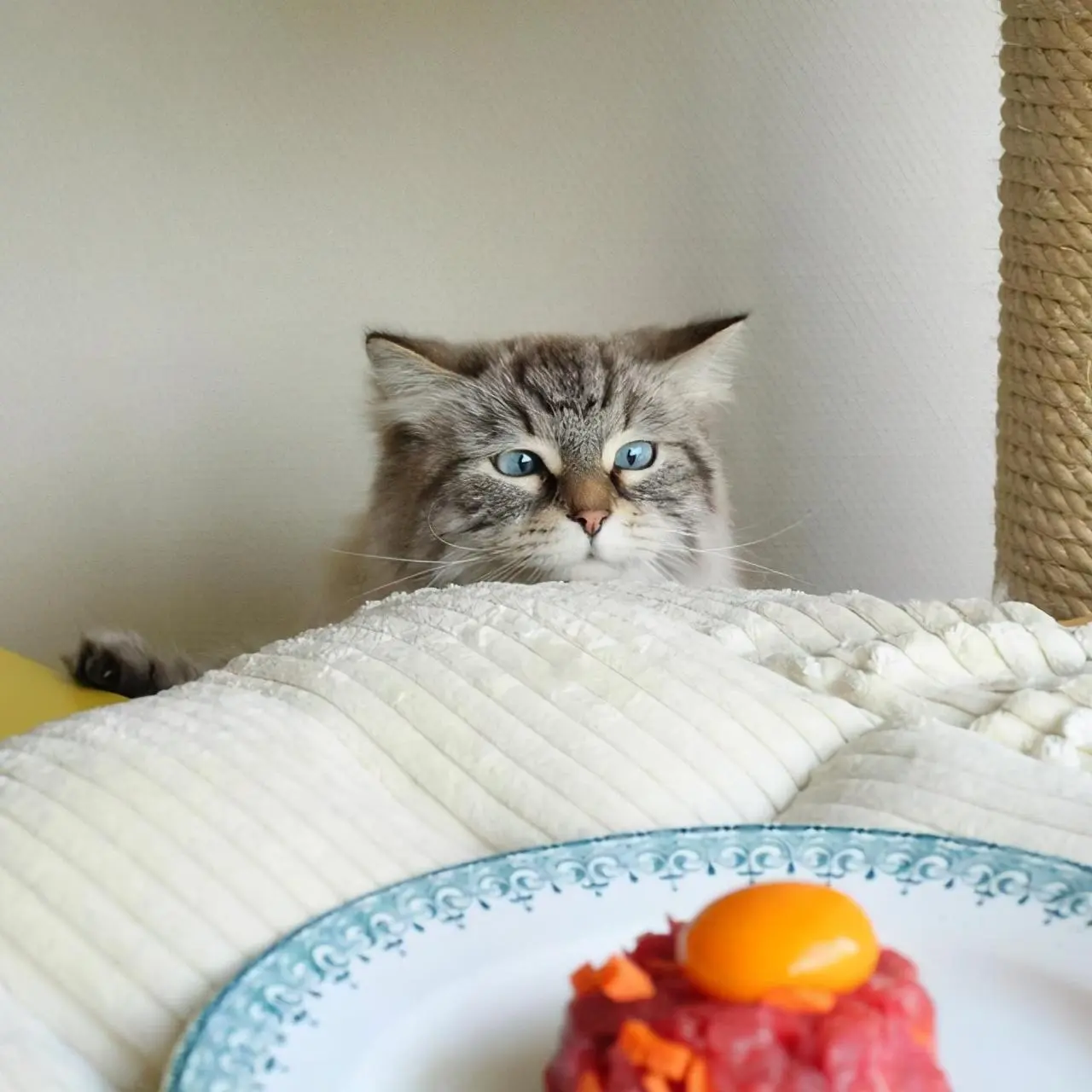 自从养猫之后，你们有好好地吃过一顿饭吗？也有一双眼睛一直盯着你吗？​