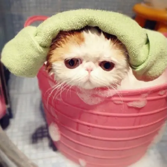 兽医劝告：这些情况的猫咪，不能洗澡