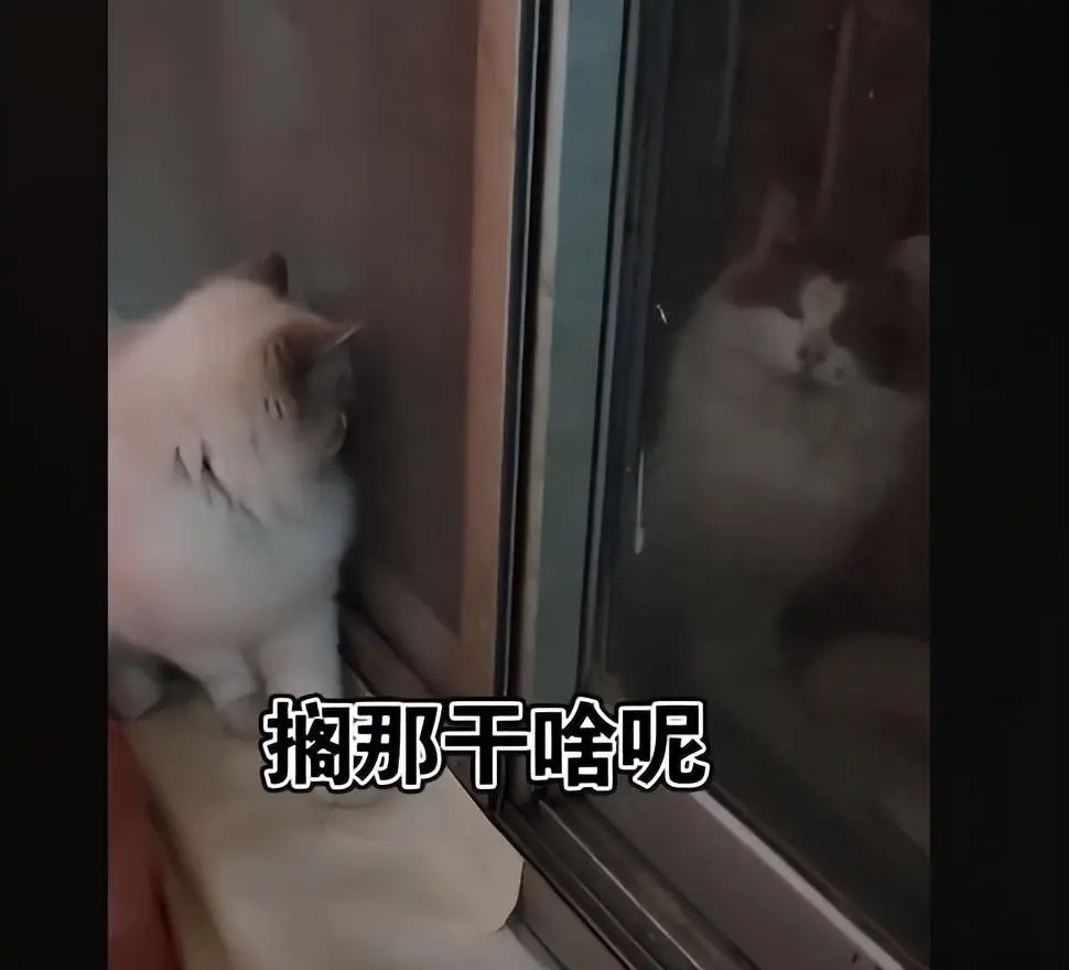 凌晨3点猫咪蹲在窗台上，女子查看后十分气愤：“我不同意这门婚事！”