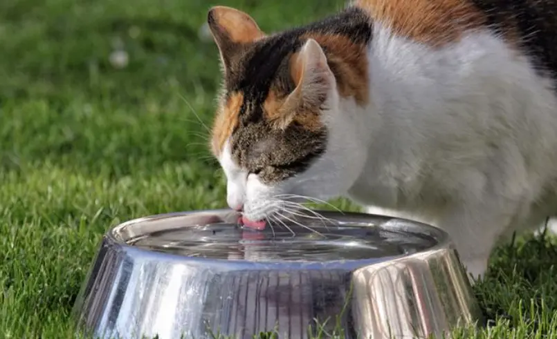 猫咪不能喝“隔夜水”？错，不能喝的是这5种水！