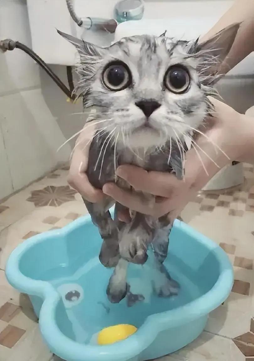 猫在这6个时期洗澡，就是在“伤害”它