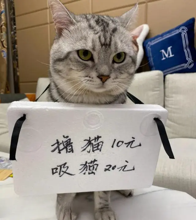 被迫营业的猫：主人带猫咪摆摊创业，不仅养活它自己，还赚钱补贴家用