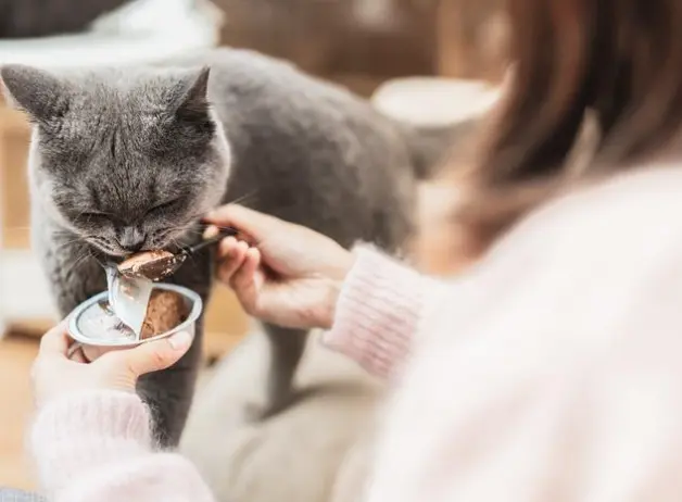 猫咪食欲差是什么原因呢？又如何增加猫咪的食欲？