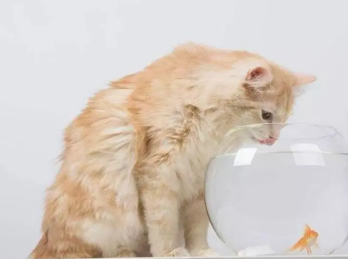 如果猫咪大量喝水，其实是在“暗示”这些问题，宠主不能大意！