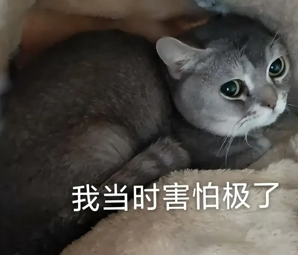 夜深人静，猫咪叫得跟小孩哭一样，别忽视它在提醒你