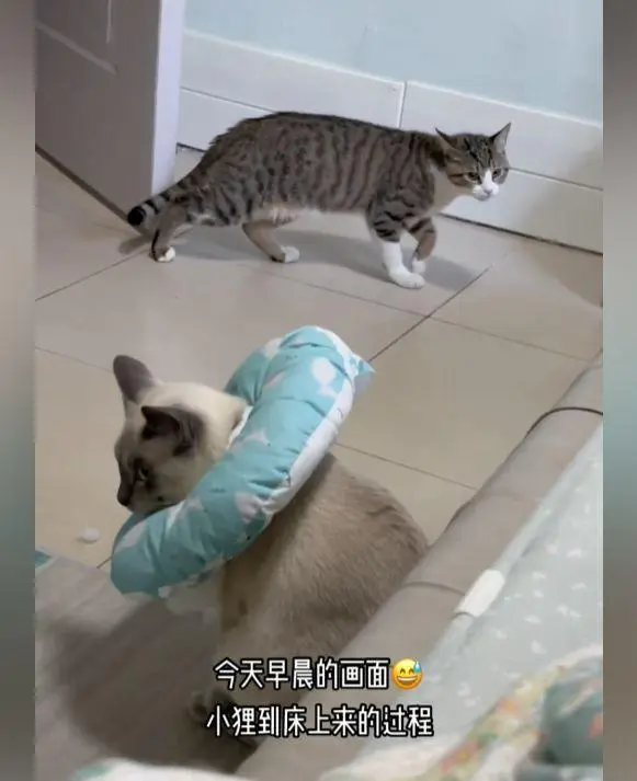 猫咪做完绝育后心情不佳，同伴求生欲拉满：紧张的大气都不敢出