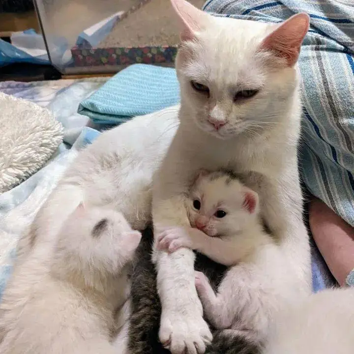 流浪猫妈妈带着两只小猫在门外乞讨，被救后惊喜的发现：猫妈妈怀孕了