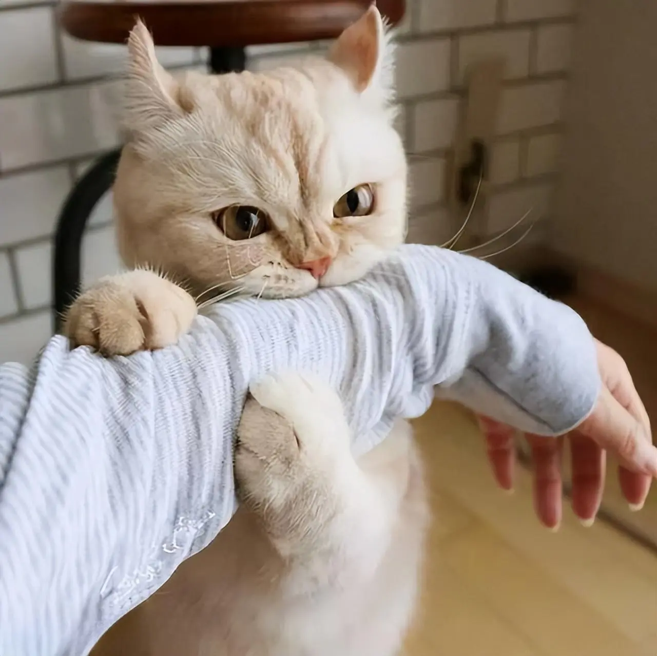 猫咪咬你的手是和你闹？别傻了，可能是在警告你
