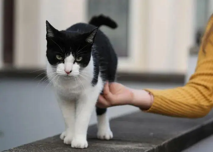 猫咪喜欢从邻居家偷东西送给主人，主人不得不设立了一个失物归还箱