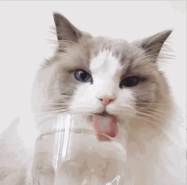 如果猫咪大量喝水，其实是在“暗示”这些问题，宠主不能大意！