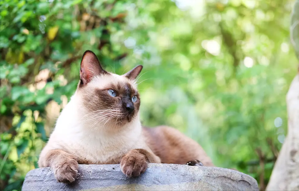 宠物猫市场的水太深了，分析8种常见猫咪，不再被商家忽悠