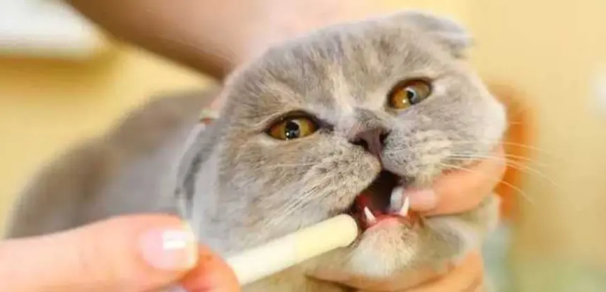 猫咪一直磨牙可不“简单”，和下面这几大因素也有关
