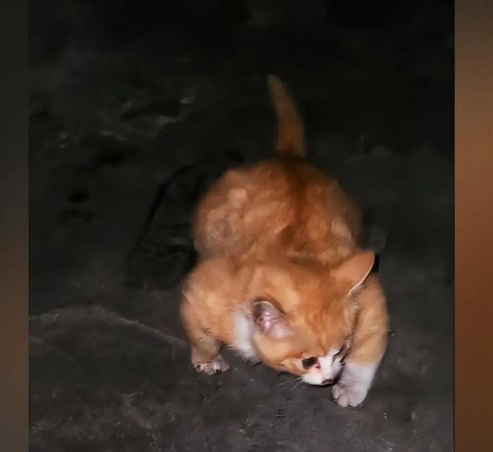小伙凌晨碰见1只橘猫，看清其长相后愣住了：没见过这样壮的猫