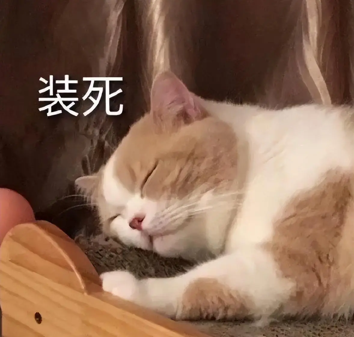 猫跟你“睡觉”，不是“喜欢”你，而是另有目的