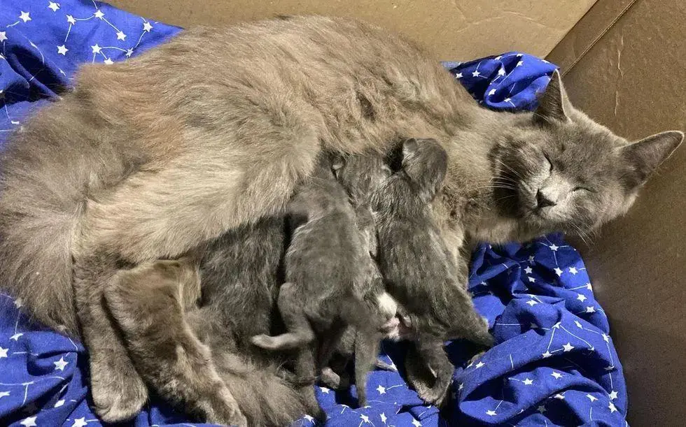 正值寒冬，一只猫妈妈和它的六个孩子，在一个工业垃圾箱中与死神作斗争