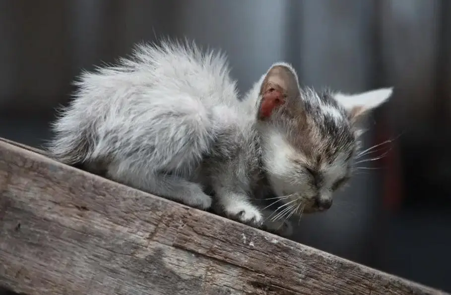 老祖宗说：不要养主动上门的猫！有以下这几个原因