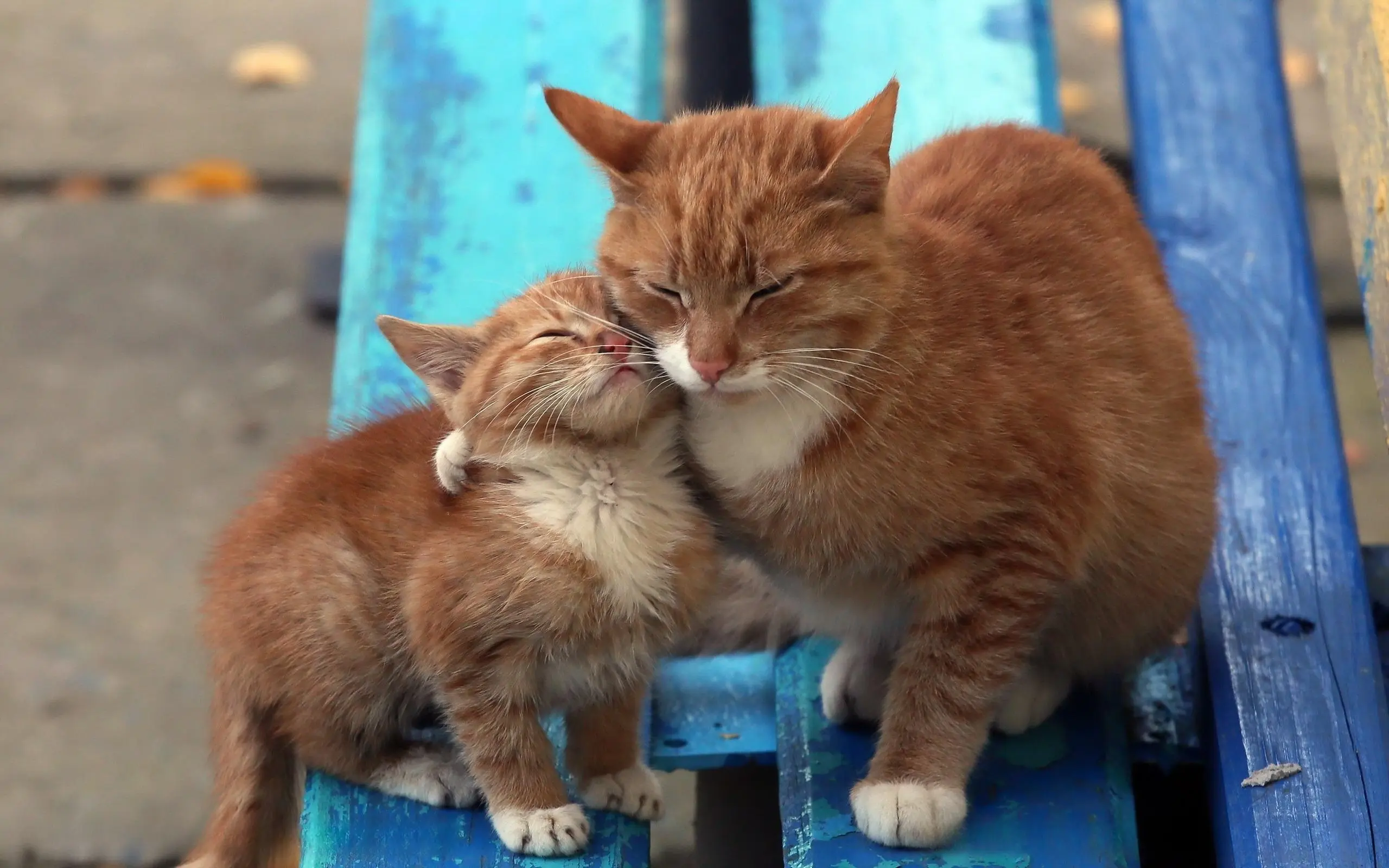为啥猫咪会和母亲“近亲繁殖”，了解之后或许会惊呆你！