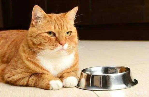 兽医苦劝：这些事对猫咪来说是“酷刑”，哪些行为会无意中伤害猫咪吗？