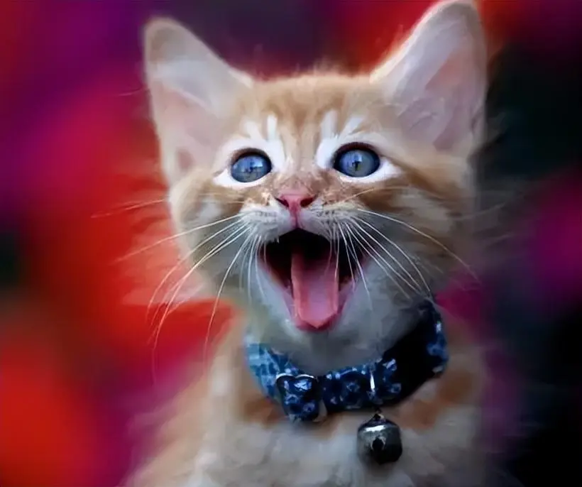猫咪叫声中的小秘密：这几种“叫声”的含义，你知道吗？