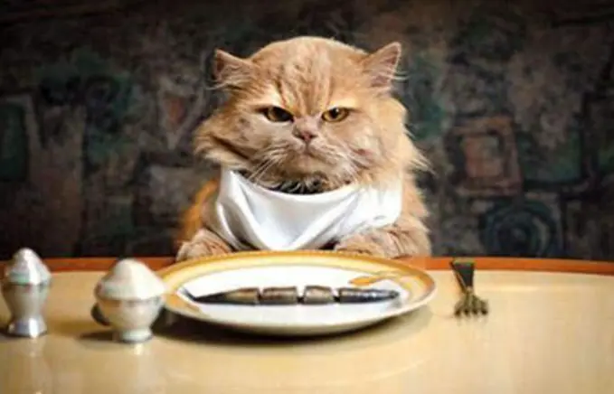 猫咪平时吃太咸的话，容易出现这几种毛病，宠主注意了！