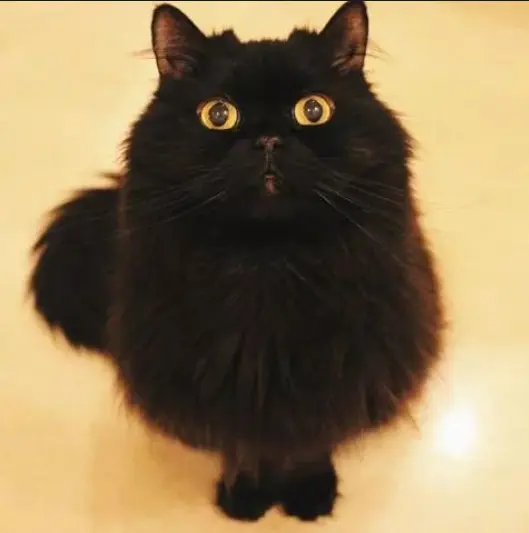 原来黑猫这么“吓人”，喜欢的人少之又少