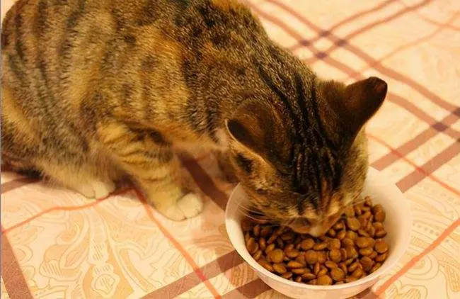还在给你家猫喂这些东西吗？不要“猫命”了？猫咪禁忌食物你知道吗