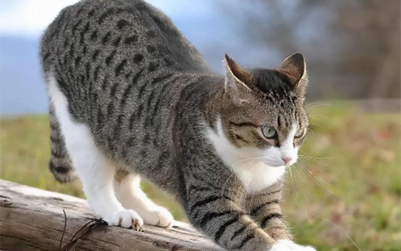 当“狸花猫”闯祸犯错后，不管多生气，切记这5个地方不能打