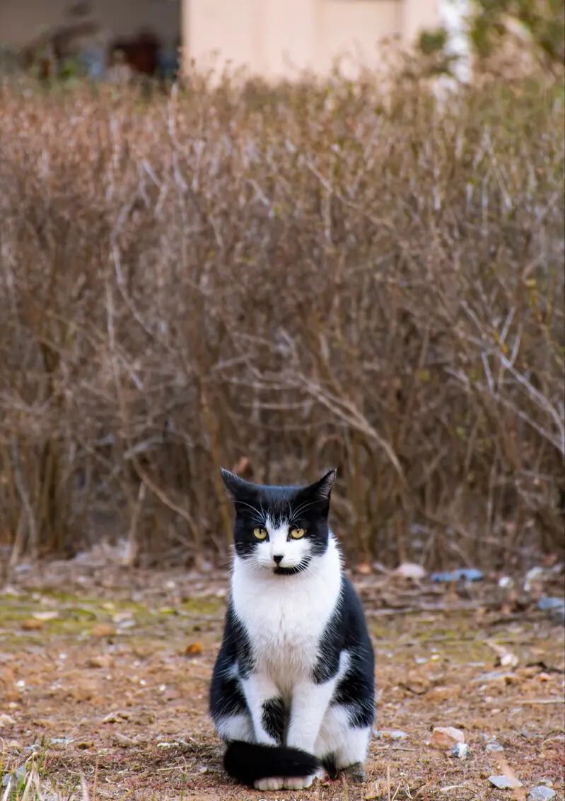 你养的猫咪，会暴露你的性格，别不信哦！