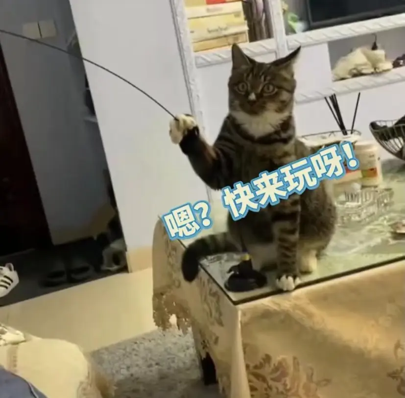 谁能想到，猫咪竟然会拿着逗猫棒逗主人，为自己寻开心？