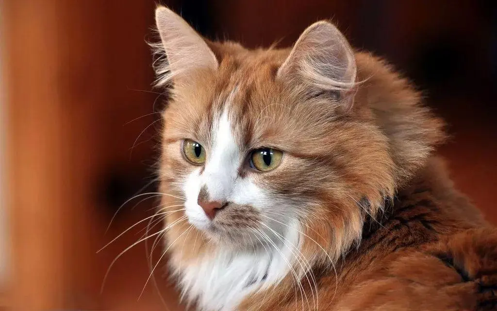 “生命不长”的猫，有这些明显特征，你家猫中了吗？
