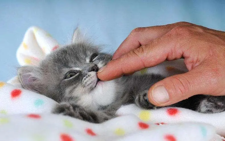 猫咪咬你的手是和你闹？别傻了，可能是在警告你