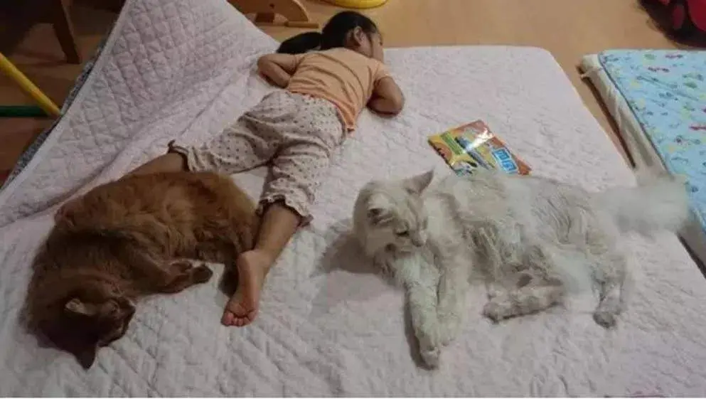 其实猫咪和主人一起睡是好事，你可别泼它冷水哦