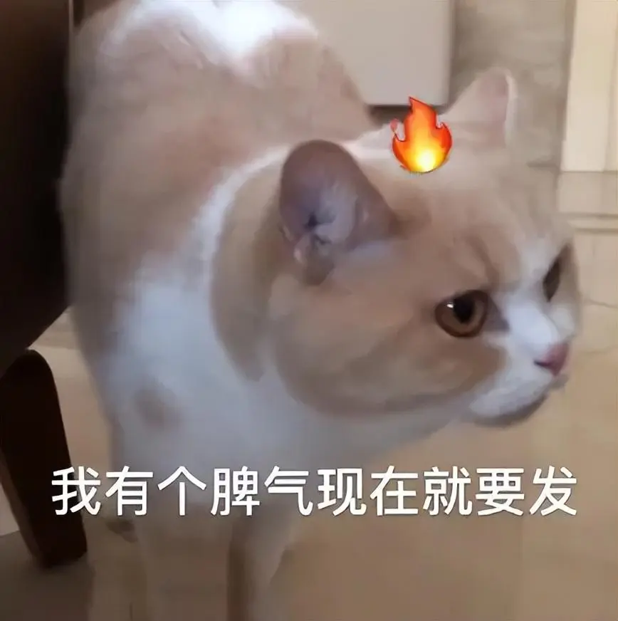 想要猫咪亲近你，只需这几招，不妨试试看