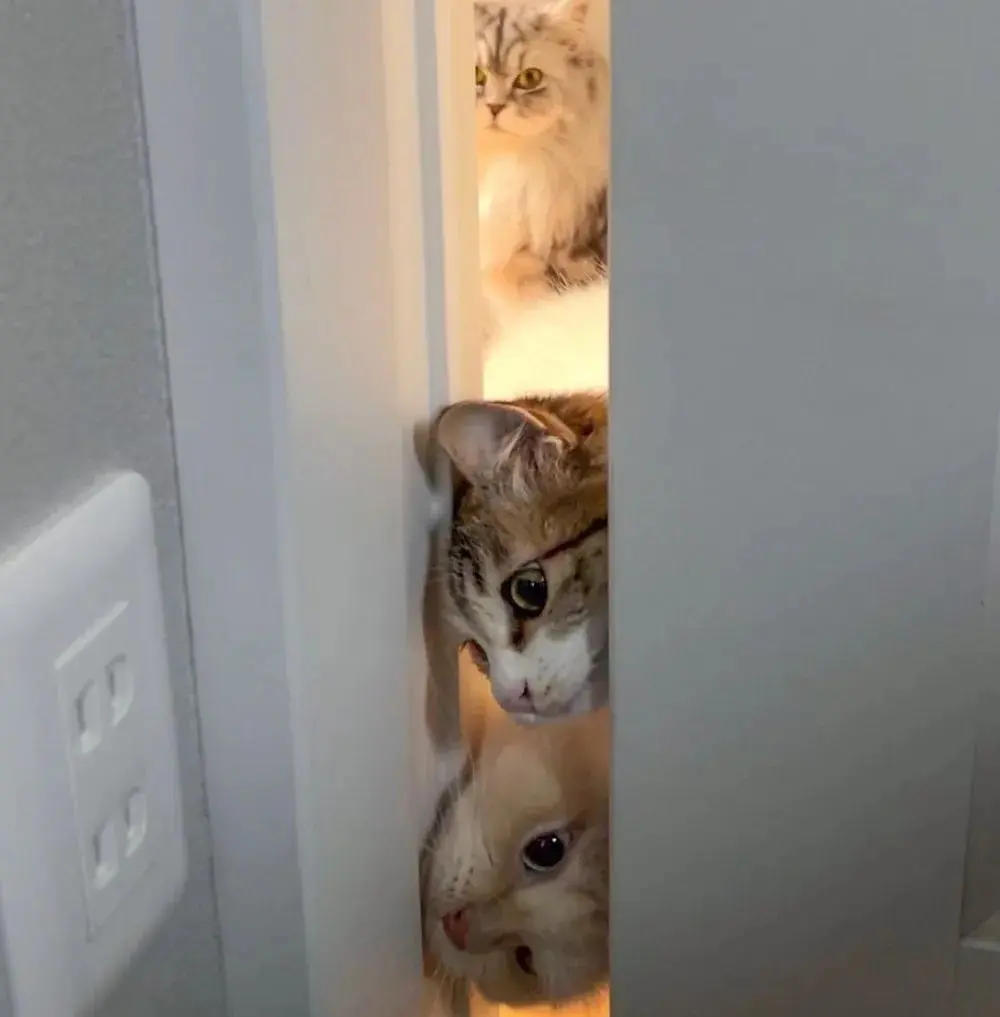 浴室门一开，三只猫咪挤门探头，让网友觉得既感动又好笑