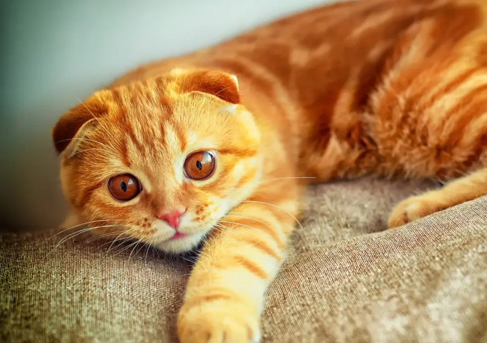 在选猫的时候，千万不要选折耳猫，因为它真的不是一般人能养的！