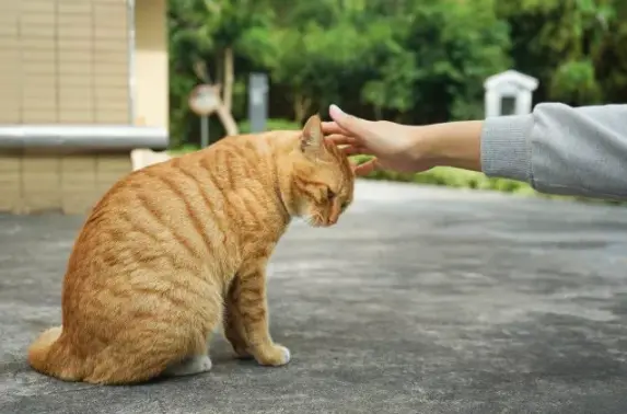 有些人是“猫不理”体质！学会这5招，让它轻松爱上你