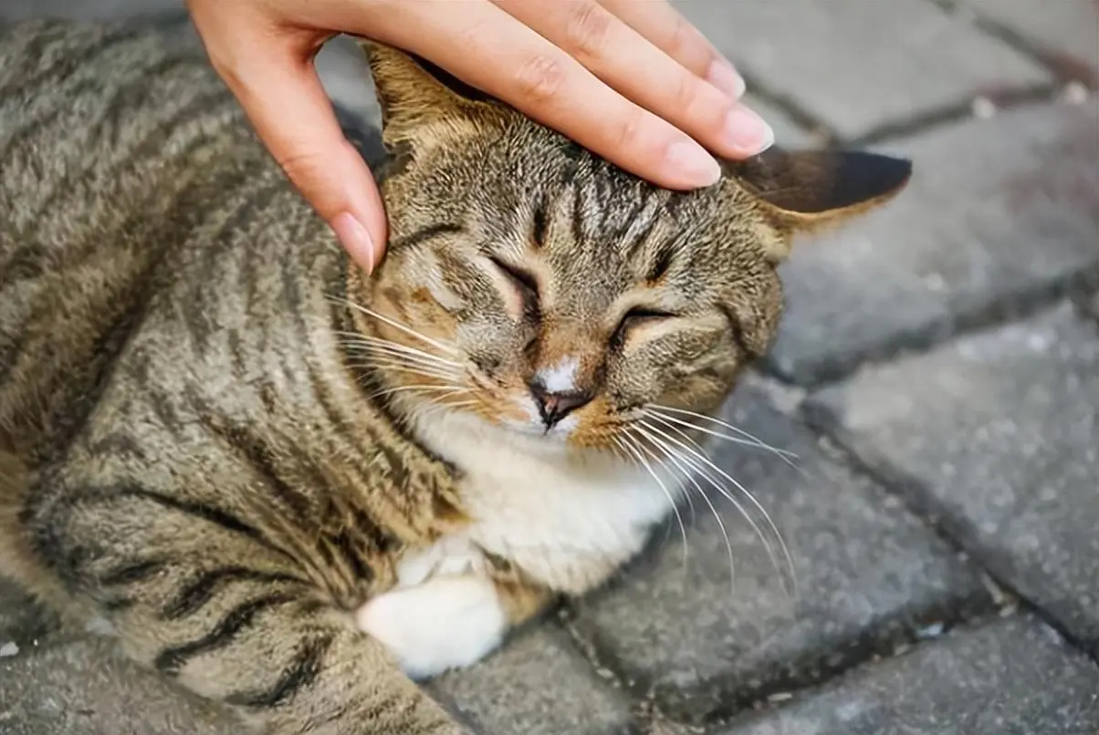 被你养“熟”的猫，都有这些特征，看看你家猫有几个