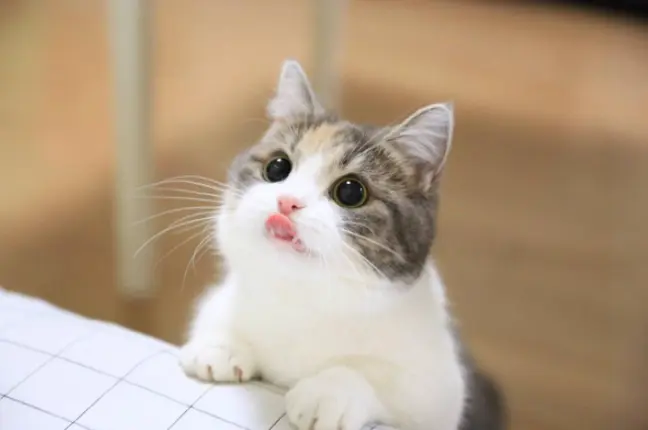 猫咪经常发出“干呕”的声音，是什么原因导致？
