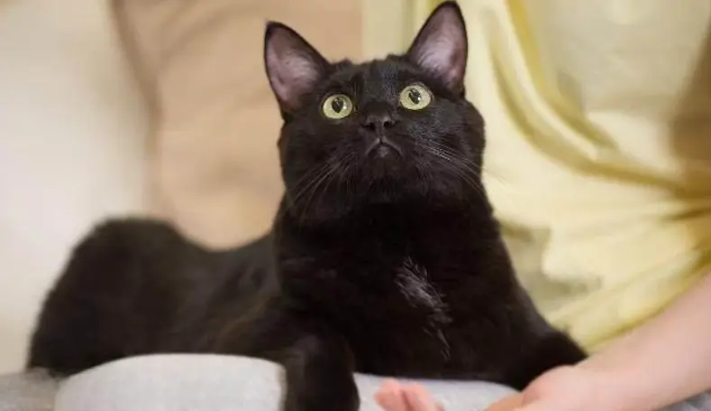 养“黑猫”的人这么少，原因都知道，你喜欢黑色的猫咪吗？