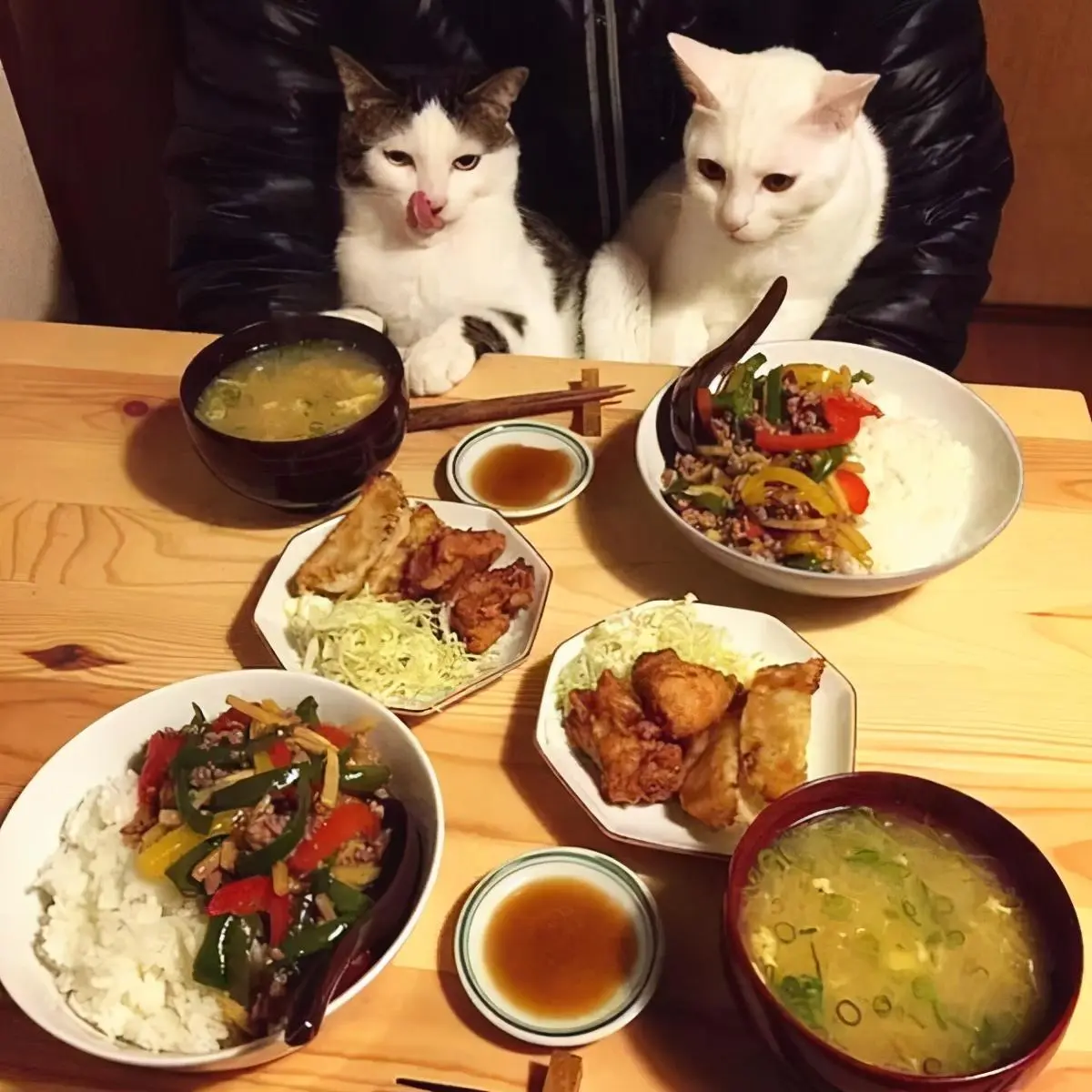 自从养猫之后，你们有好好地吃过一顿饭吗？也有一双眼睛一直盯着你吗？​