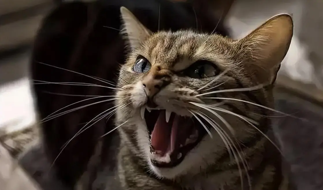 猫咪叫声中的小秘密：这几种“叫声”的含义，你知道吗？